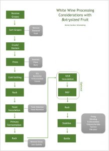 White Wine Processing Considerations with Botrysized Fruit