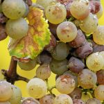 Botrytis cinerea on Riesling grapes