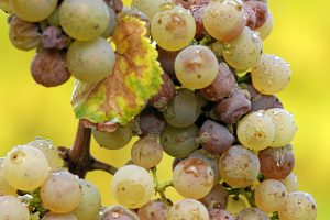 Botrytis cinerea on Riesling grapes