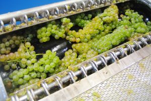 Full Cluster Pressing for White Wine