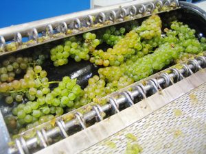 Full Cluster Pressing for White Wine