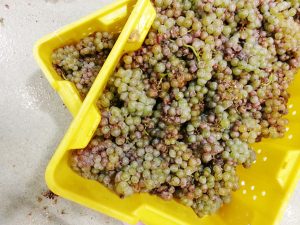 White Grapes