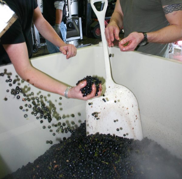 Darn Good Winemakers - Annual