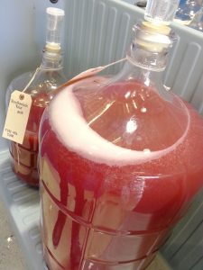 two fermenting jugs of rose